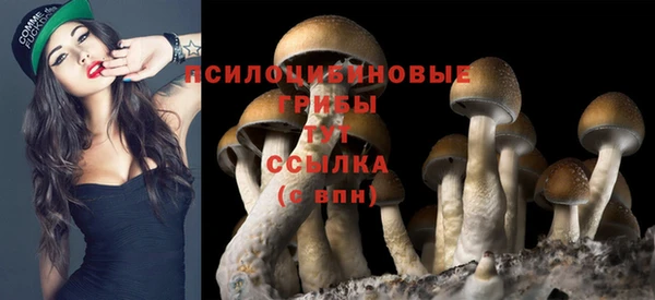 сатива Алексеевка