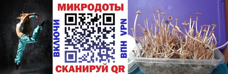 Псилоцибиновые грибы Psilocybine cubensis  Бежецк 